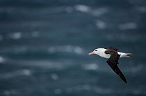 Black browed albatross (Thalassarche melanophrys) flying, Falkland Islands