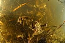 Breeding Common european toads (Bufo bufo) with strings of toadspawn, Germany