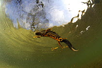 High angle shot of male Great / Northern crested newt (Triturus cristatus) in water, Germany