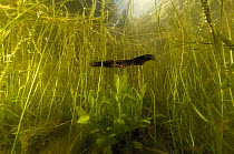 Great / Northern crested newt (Triturus cristatus) swimming through aquatic plants, Germany