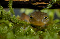 Close up of head of female Palmate newt (Triturus helveticus) on moss, Germany