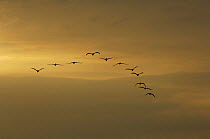 Flock of wildfowl flying in formation at sunset, Bass Rock, Scotland UK