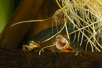 Male Alpine Newt (Triturus alpestris) with mouth wide open with female Palmate newt (Triturus helveticus) Germany