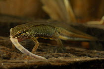 Male Palmate newt (Triturus helveticus) eating invertebrate, Germany