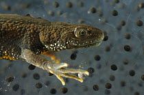 Male Great / Northern Crested Newt (Triturus cristatus) with frogspawn, Germany