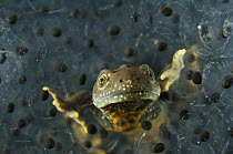 Male Great / Northern Crested Newt, (Triturus cristatus) in frogspawn, Germany