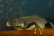 Male Great / Northern Crested Newt (Triturus cristatus) Germany