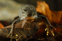 Portrait of Alpine newt (Triturus alpestris) eating invertebrate (tadpole?), Germany