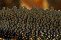 Close up of skin and crest of male Great / Northern Crested Newt (Triturus cristatus) Germany