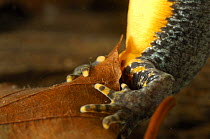 Close up of female Alpine newt (Triturus alpestris) laying egg onto leaf, Germany