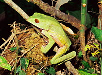 Tropical leaf frog {Phyllomedusa tarsius} Amazonian Ecuador, South America