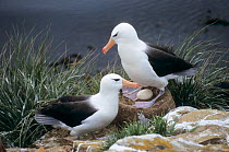 Black-browed Albatross (Thalassarche  melanophrys) pair at nest with egg, Saunders Island, Falkland Islands, South Atlantic Ocean