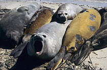 Group Southern Elephant Seals (Mirounga leonina)  resting and moulting, Carcass Island, Falkland Islands, South Atlantic Ocean