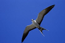 Sooty Tern (Onychoprion fuscatus) in flight, Ascension Island, South Atlantic Ocean