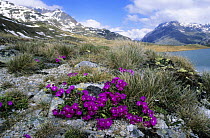 Red Alpine / Stinking Primerose (Primula hirsuta) flowering at lake Lej Nair, Bernina Valley, Grisons, Switzerland