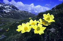 Yellow Alpine Pasque Flower (Pulsatilla alpina ssp. apiifolia or also known as P. sulphurea) Bernina pass, Bernina Valley, Grisons, Switzerland