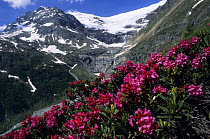 Rust-leaved Alpen-rose (Rhododendron ferrugineum) flowering in front of Palu glacier, Grisons, Switzerland