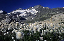 Scheuchzer's Cotton Grass (Eriophorum scheuchzeri), Lake Lago Bianco with Cambrena-Glacier in background, Bernina Valley, Grisons, Switzerland