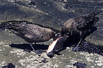 Brown / Falkland Skuas (Stercorarius antarcticus) feeding on Rockhopper Penguin (Eudyptes crestatus) chick, Saunders Island, Falkland Islands, South Atlantic Ocean
