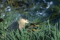 Black-crowned Night Heron (Nycticorax nycticorax cyanocephalus) in Tussock grass on cliff, with chicks in nest, Pebble Island, Falkland Islands, South Atlantic Ocean