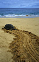 Female Green Turtle (Chelonia mydas) returning to sea after laying eggs, Georgetown, Ascension Island, South Atlantic Ocean