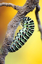 Swallowtail (Papilio machaon) butterfly caterpillar starting pupation by attaching itself to a branch, Sardinia, Italy