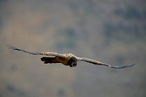 Juvenile Bearded vulture (Gypaetus barbatus) flying, Giant&#39;s Castle Nature Reserve, Drakensberge, KwaZulu-Natal, South Africa