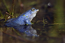 Male Moor Frog (Rana arvalis), males are blue during the spring in the mating season, Mecklenburg-Vorpommern, Germany