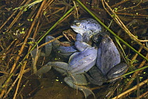 Male Moor frogs (Rana arvalis) around female, males are blue during spring in the mating season,  near Waren an der Mueritz, Mecklenburg-Vorpommern, Germany