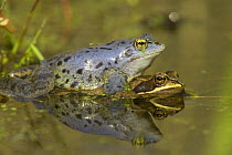 Moor frog (Rana arvalis) pair in water, males are blue during the spring in mating season, near Waren an der Mueritz, Mecklenburg-Vorpommern, Germany