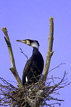 Cormorant (Phalacrocorax carbo) on nest, Mecklenburg-Vorpommern, Germany
