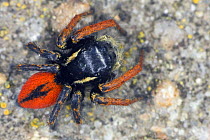 Jumping spider (Philaeus chrysops), Bulgaria