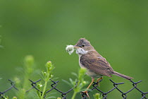 Whitethroat (Sylvia communis) with nest material on a fence, Bulgaria