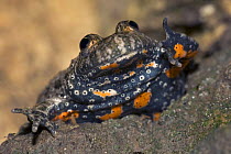 Fire-bellied Toad (Bombina bombina) Bulgaria