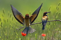 Pair of European Bee-eaters (Merops apiaster) sitting on a branch in a cornfield, Bulgaria