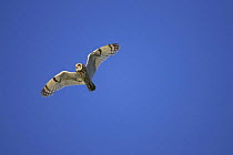 High angle shot of Short-eared Owl (Asio flammeus) flying. View of under-side of wings, Belziger Landschaftswiesen, Brandenburg, Germany