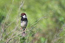 Spanish Sparrow (Passer hispaniolensis) on twigs, Bulgaria