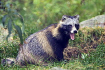 Raccoon Dog (Nyctereutes procyonoides) mouth open, Finland