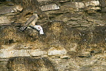 Juvenile Northern Goshawk (Accipiter gentilis) with  Kittiwake (Rissa tridactyla) prey, perched on cliff in kittiwake rookery, Ekkeroy Island, Varanger Peninsular, Norway