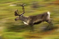 Reindeer (Rangifer tarandus) running, Finland