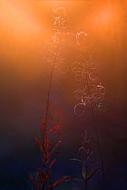 Rosebay Willowherb (Chamerion angustifolium angustifolium) in seed against the evening sun, Autumn, Finland