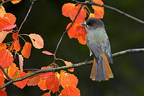 Siberian Jay (Perisoreus infaustus) on a branch of Aspen with red leaves, Finland