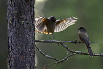 Siberian Jay (Perisoreus infaustus) landing on a branch to join another jay, North Finland
