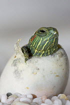 Red Eared Turtle (Pseudemys scripta elegans) hatching from egg. Egg-tooth is visible on head,