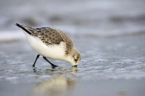 Sanderling (Calidris alba) using bill to search for food in sand, Helgoland, North Sea, Germany