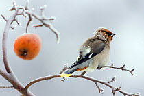 Bohemian Waxwing (Bombycilla garrulus) sitting in Apple Tree (Malus sp) with ice crystals on feathers from freezing rain, Mecklenburg-Vorpommern, Germany