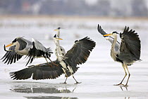 Grey Herons (Ardea cinerea) on the frozen river Preenestorm. One taking off with a fish, others prepare to chase it, Mecklenburg-Vorpommern, Wolgast, Germany