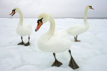 Mute Swans (Cygnus olor) on frozen Baltic Sea, Zinnowitz beach, Usedom Island, Mecklenburg-Vorpommern, Germany