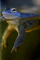Male Moor frog (Rana arvalis) in water, Mecklenburg-Vorpommern, Germany