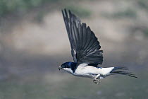 House Martin (Delichon urbica) flying with mud in bill to use as nesting material, Bulgaria